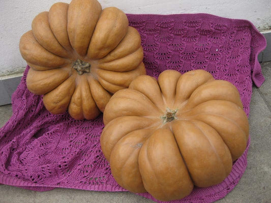 PUMPKIN - Tonda Di Napoli