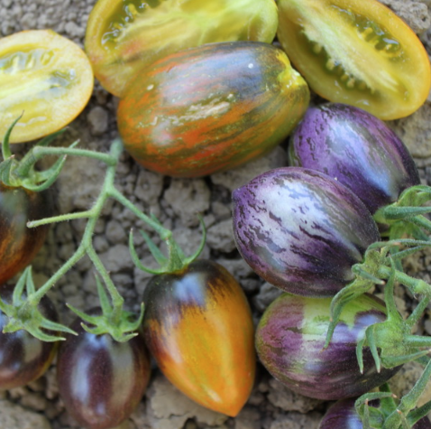 TOMATO - Brad's Atomic Grape