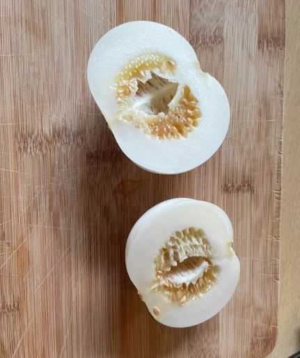 MELON - Kiku Chrysanthemum