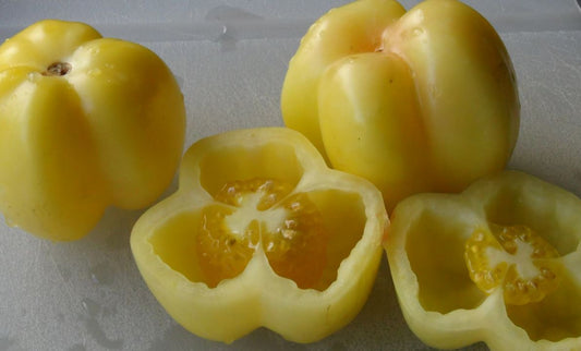 TOMATO - Ukrainian Doochova Yellow Pepper