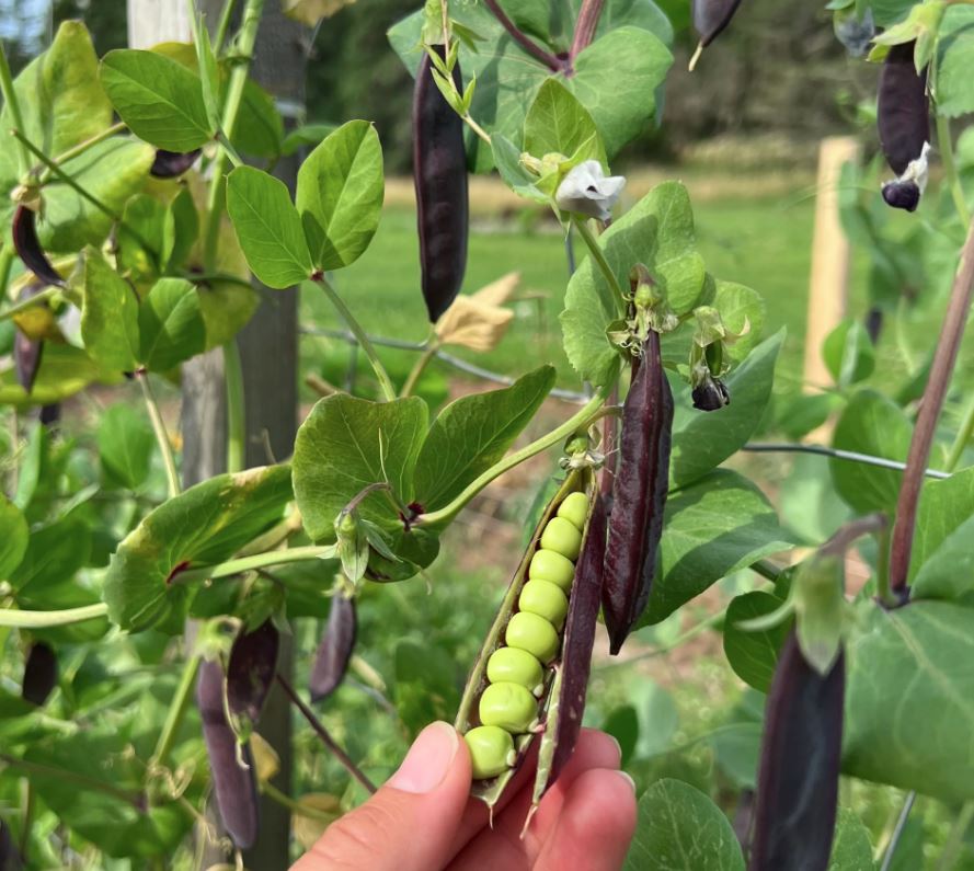 PEAS - King Tut Purple