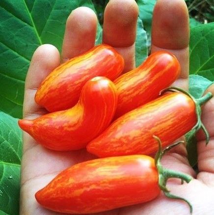 TOMATO - Sweet Casady Grape