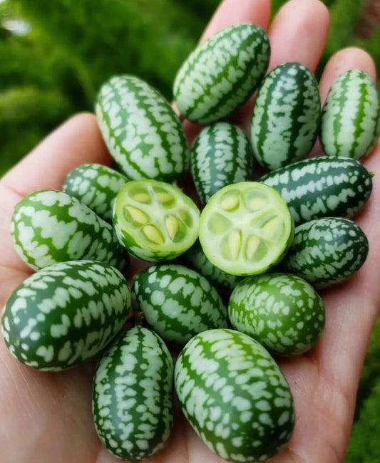 CUCUMBER - Mexican Sour Gherkin / Mouse Melon