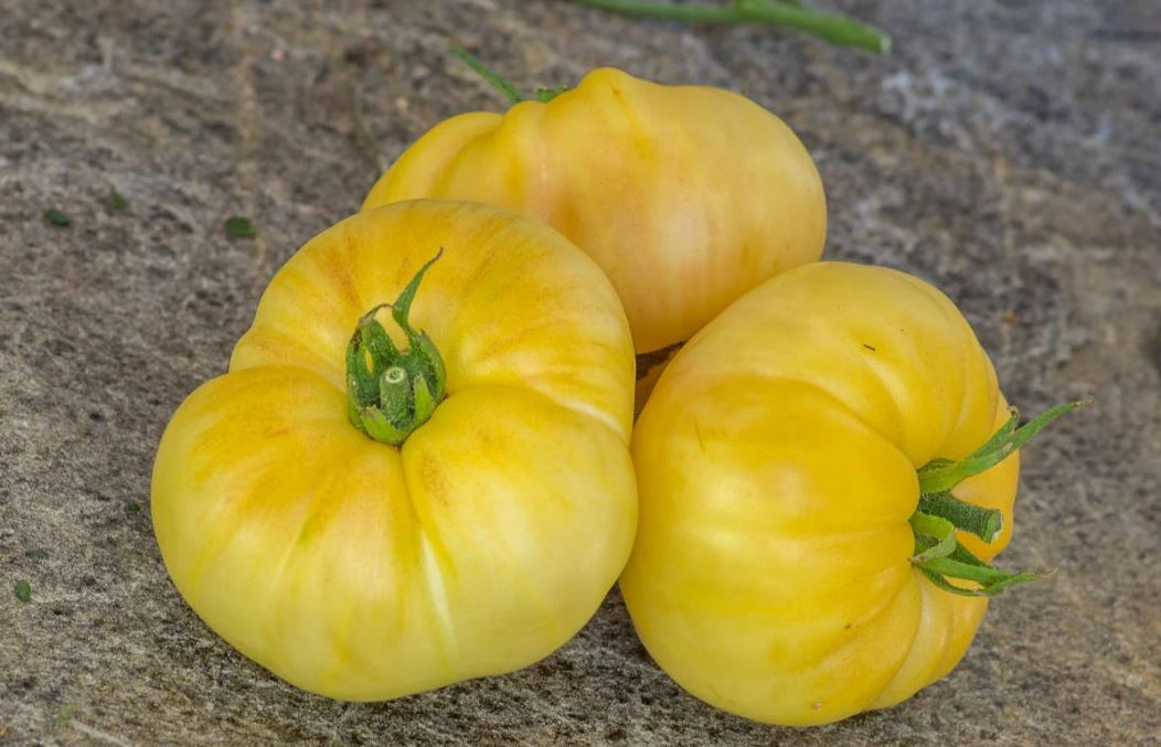 TOMATO - Sutton White