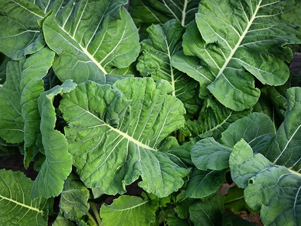 KALE / GREENS - Thousandhead