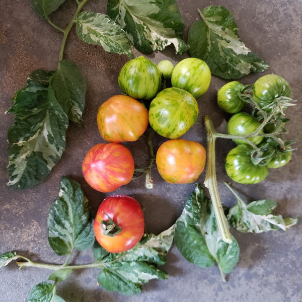 TOMATO - Painted Lady