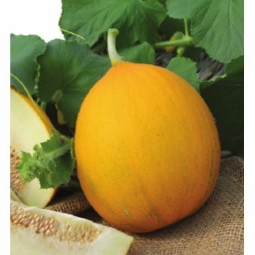 MELON - Ukrainian Zolotistaya