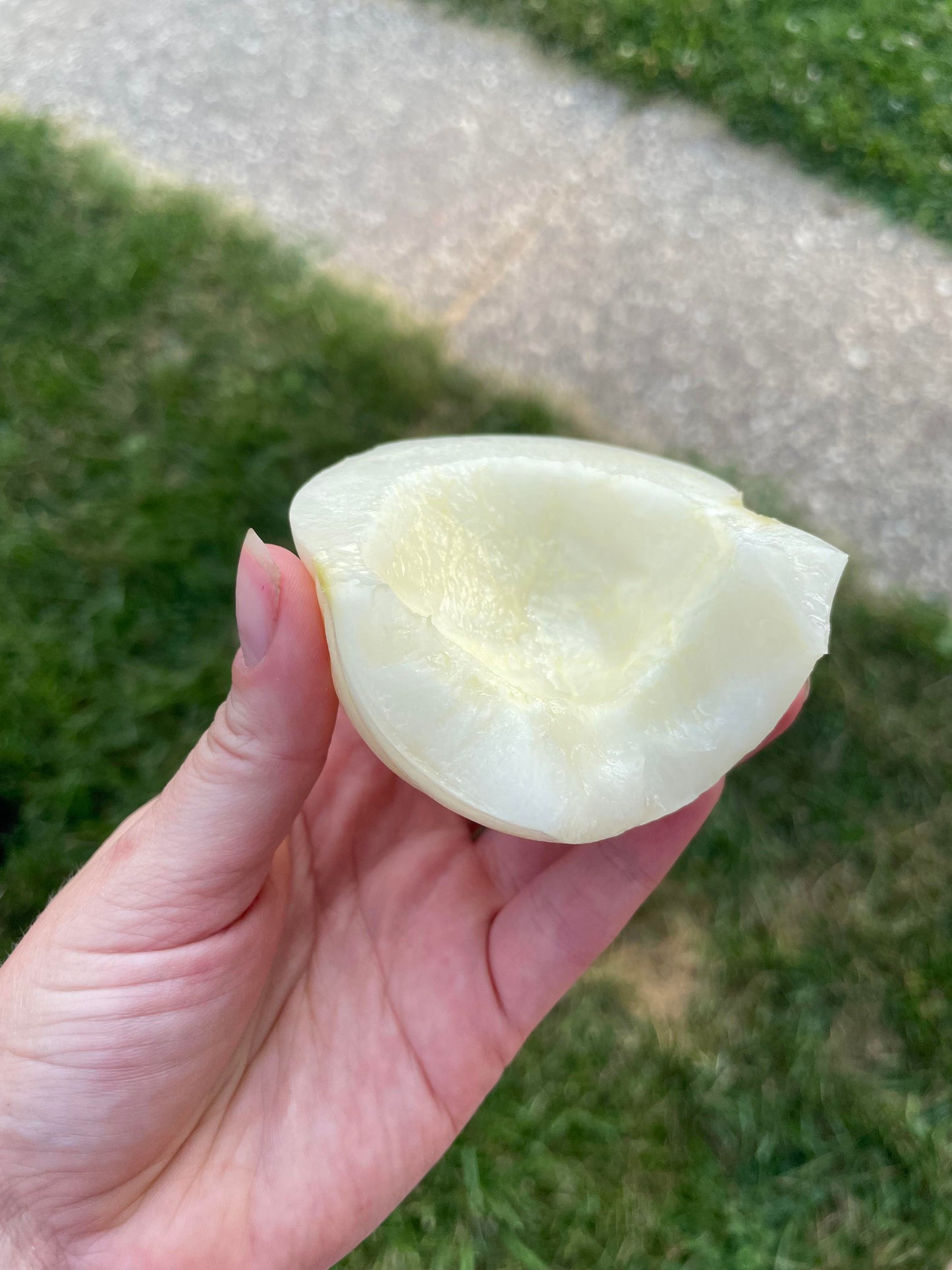 MELON - Kiku Chrysanthemum