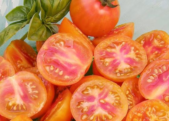 TOMATO - Isis Candy Cherry