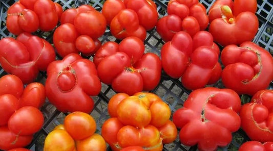 TOMATO - Ukrainian Chesvony