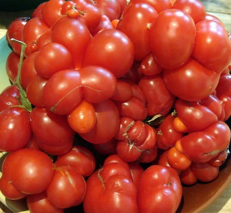 TOMATO - Ukrainian Chesvony