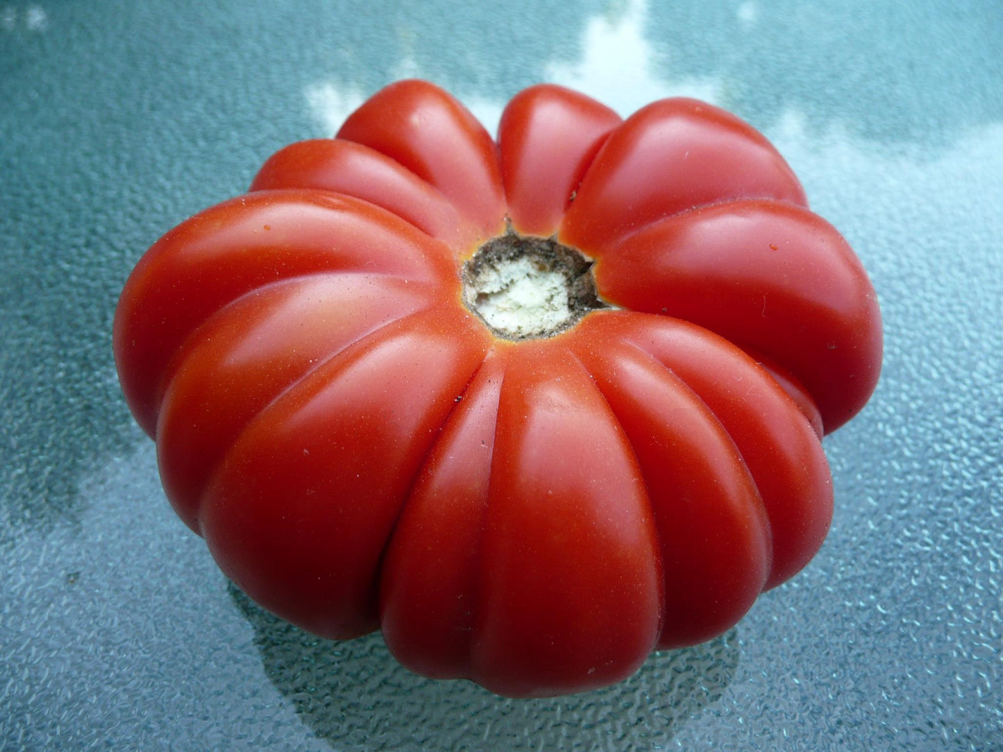 TOMATO - Costoluto Genovese