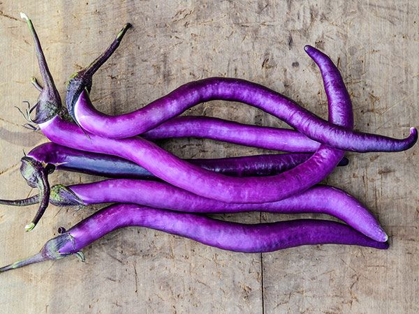 EGGPLANT - Chinese String