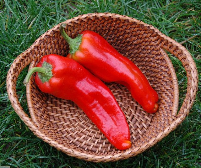 PEPPER - Giant Aconcagua Sweet