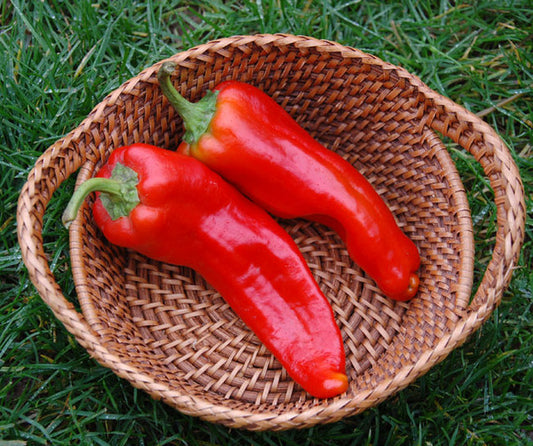 PEPPER - Giant Aconcagua Sweet