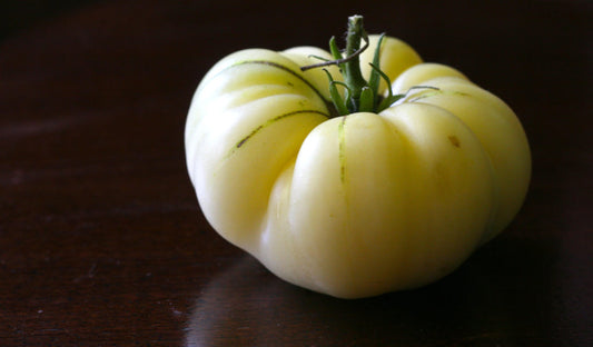 TOMATO - Great White