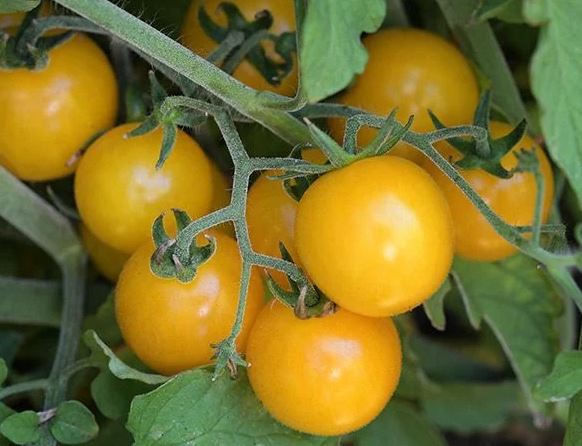 TOMATO - Hartman's Gooseberry