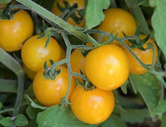 TOMATO - Hartman's Gooseberry