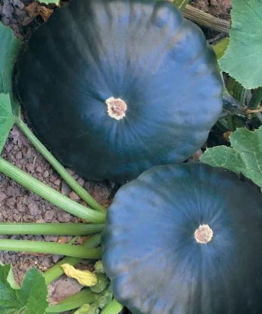 SQUASH -  Ukrainian Hahat 