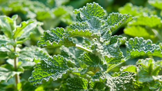 HERB - White Horehound