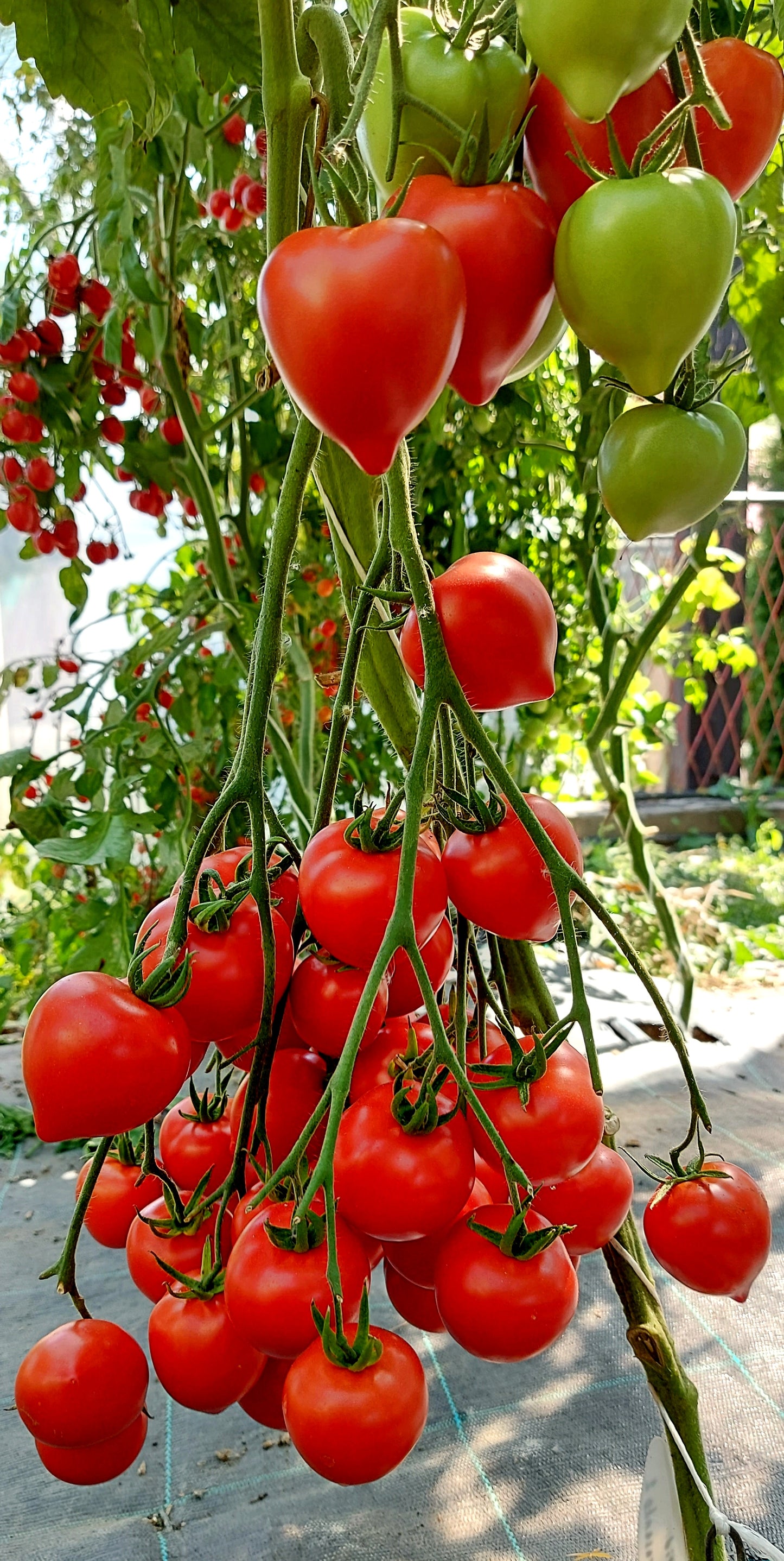 TOMATO - Ukrainian Tarasenko 2