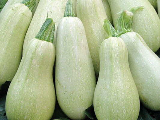 SQUASH - Ukrainian Zucchini Gribovsky