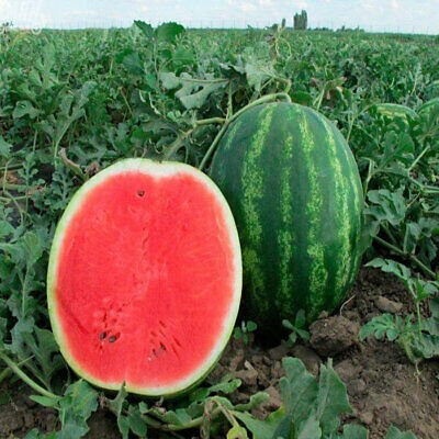 WATERMELON - Ukrainian Astrakhan