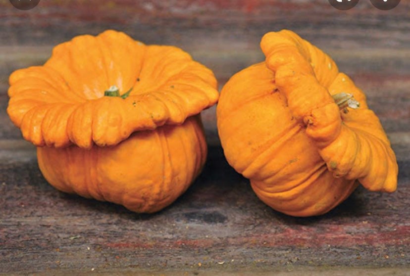 SQUASH - Gelber Englischer Custard Squash