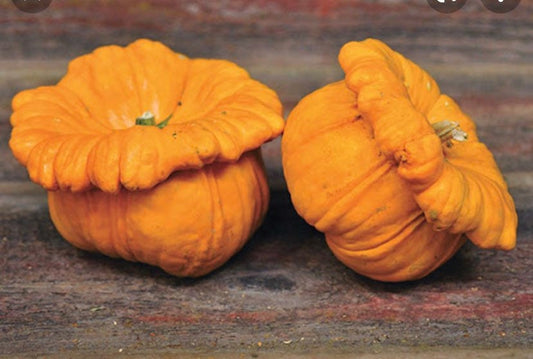 SQUASH - Gelber Englischer Custard Squash