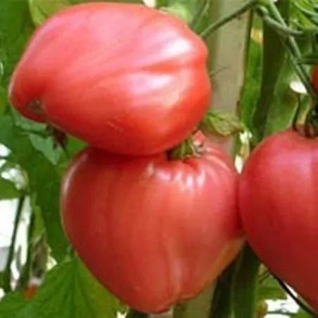 TOMATO - Ukrainian Sevruga