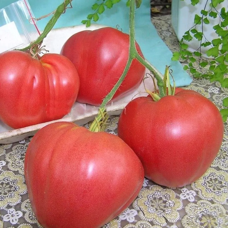 TOMATO - Ukrainian Sevruga