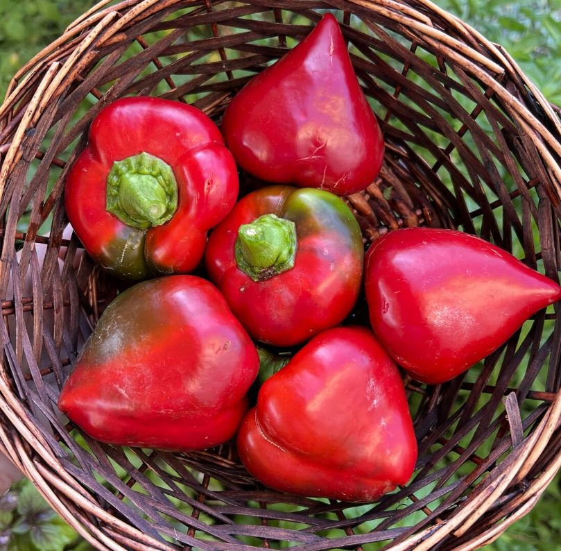 PEPPER - Ukrainian Lesya