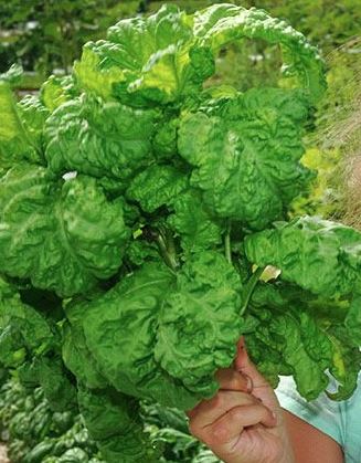 HERB - Lettuce Leaf Basil