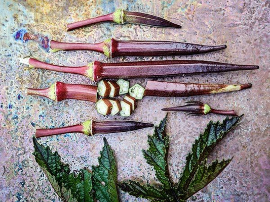 OKRA - Burgundy Red