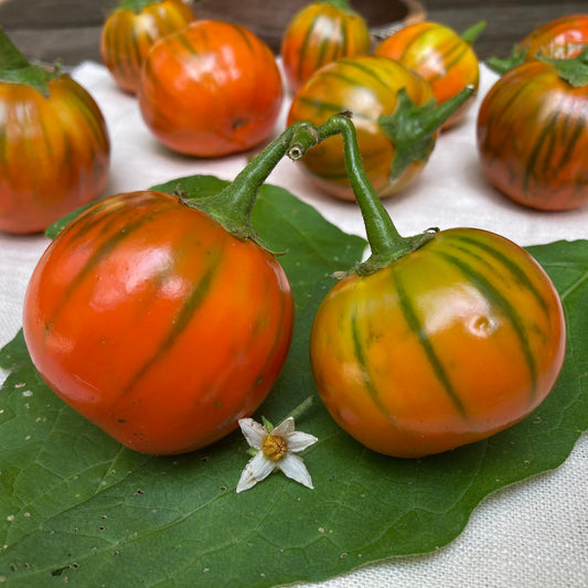 EGGPLANT - Crookstown Orange
