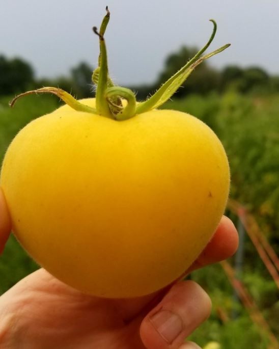 TOMATO - Garden Peach