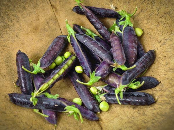 PEAS - King Tut Purple