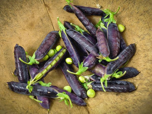 PEAS - King Tut Purple