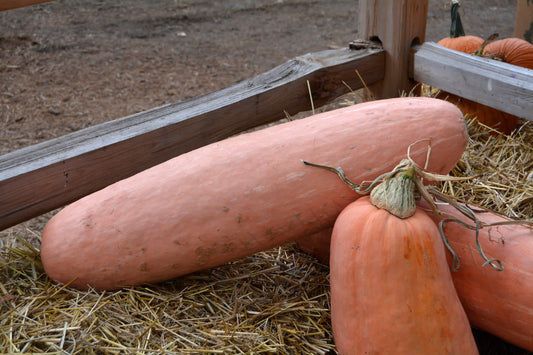 SQUASH - Pink Banana / Mexican Banana