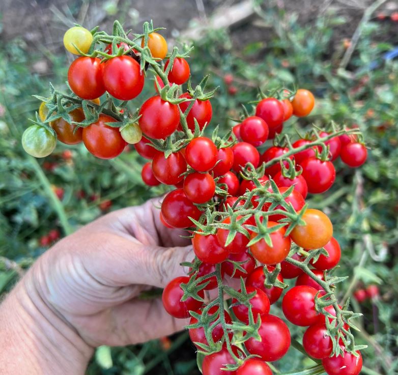TOMATO - Red Centiflor Cherry