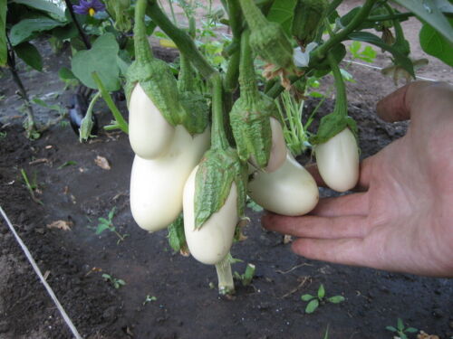 EGGPLANT - Ukrainian Taste of Mushroom
