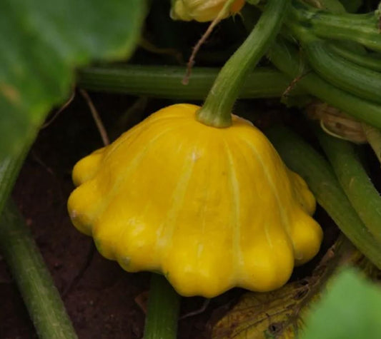 SQUASH -  Ukrainian Solnyshko