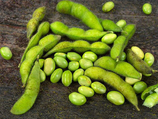 SOYBEAN - Midori Giant Edamame