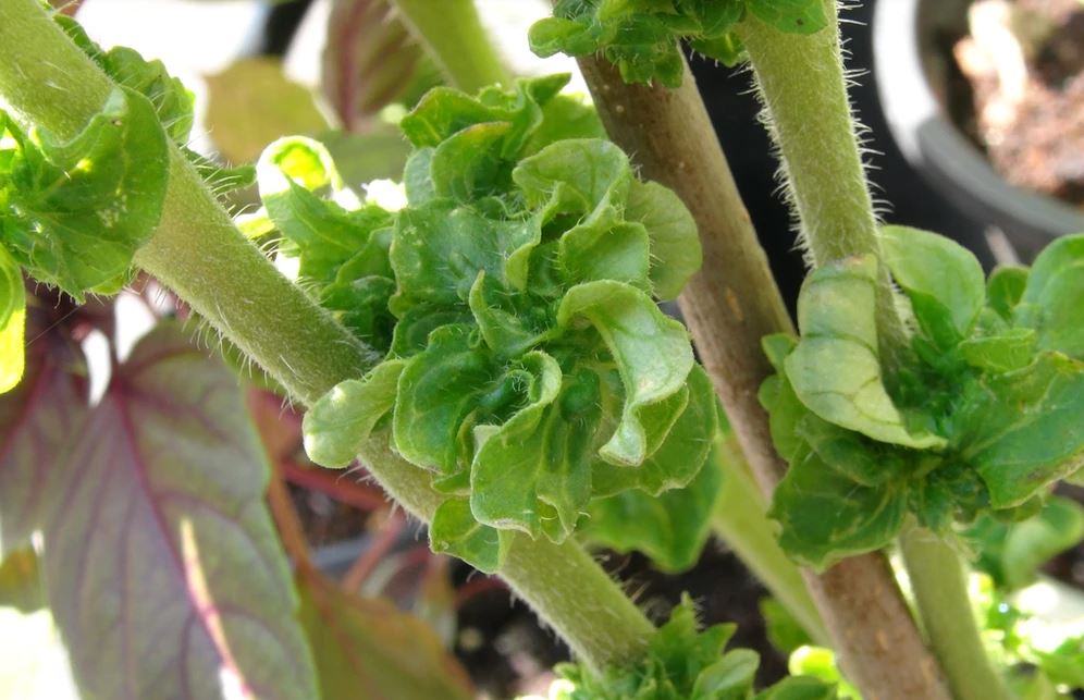 TOMATO - RARE Stick / Curl Tomato