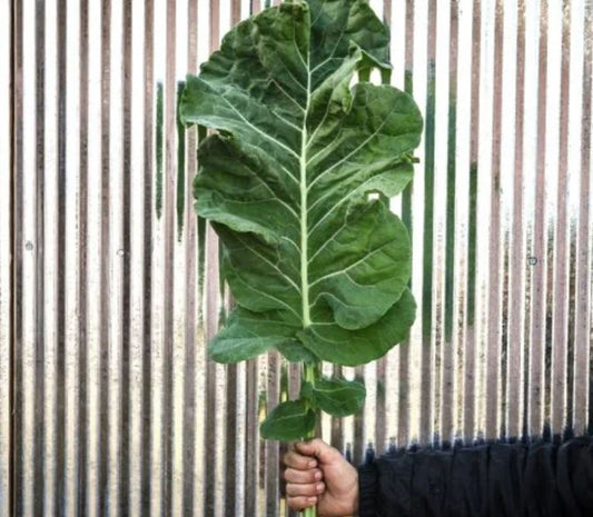 KALE / GREENS - Thousandhead