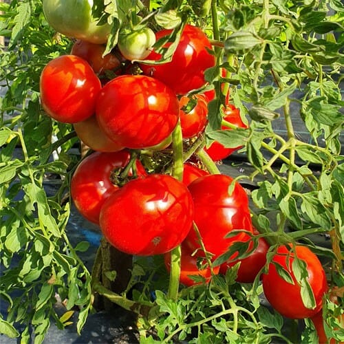 TOMATO - Silvery Fir Tree