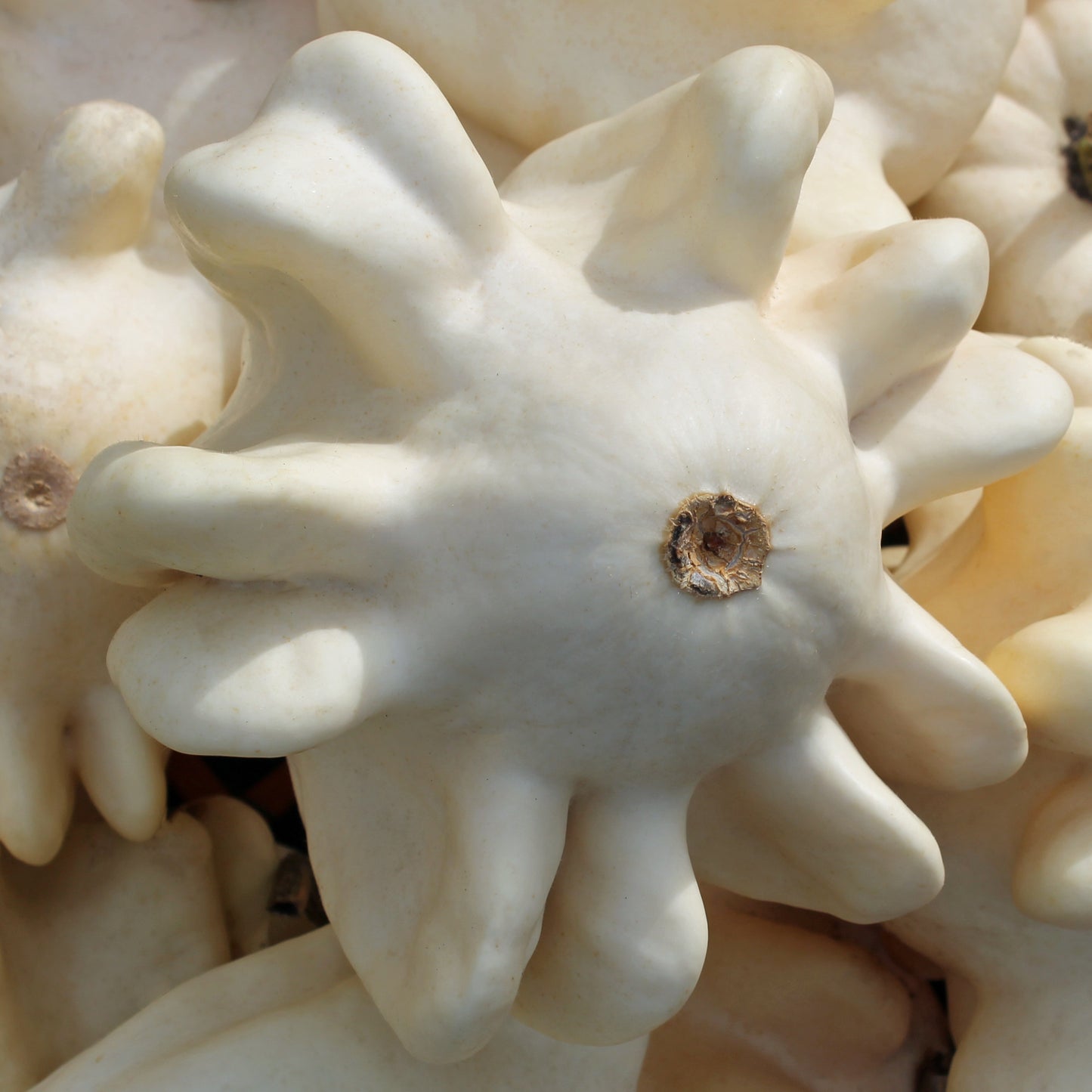 SQUASH - Yugoslavian Fingers