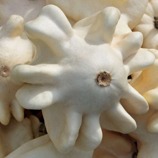 SQUASH - Yugoslavian Fingers